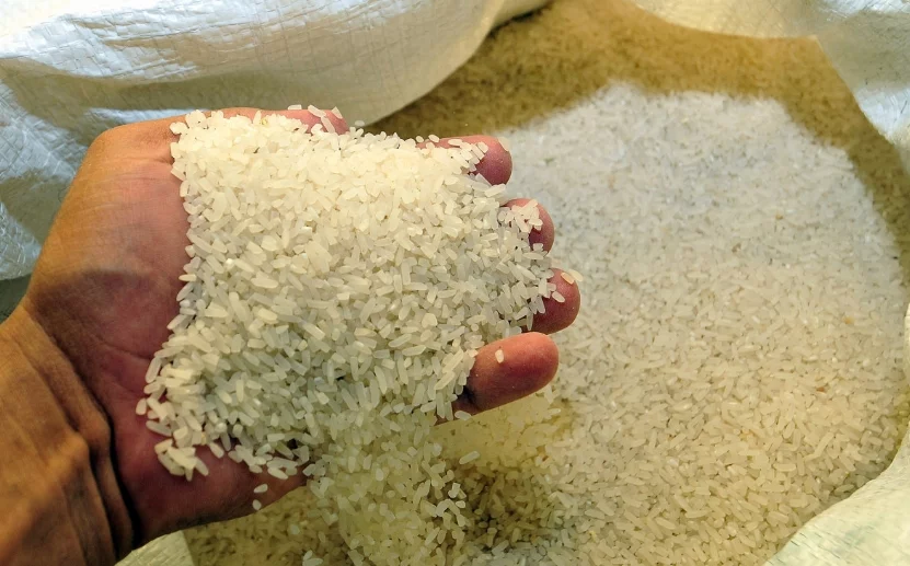 El Arroz Dominicano: ¡Se la Están ‘Jugando’ con la Apertura Comercial! El Arroz Dominicano: La Protección Frente a la Apertura Comercial