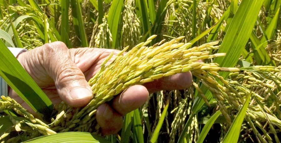El Conflicto del Arroz: RD y EE.UU. en la mira por el DR-Cafta