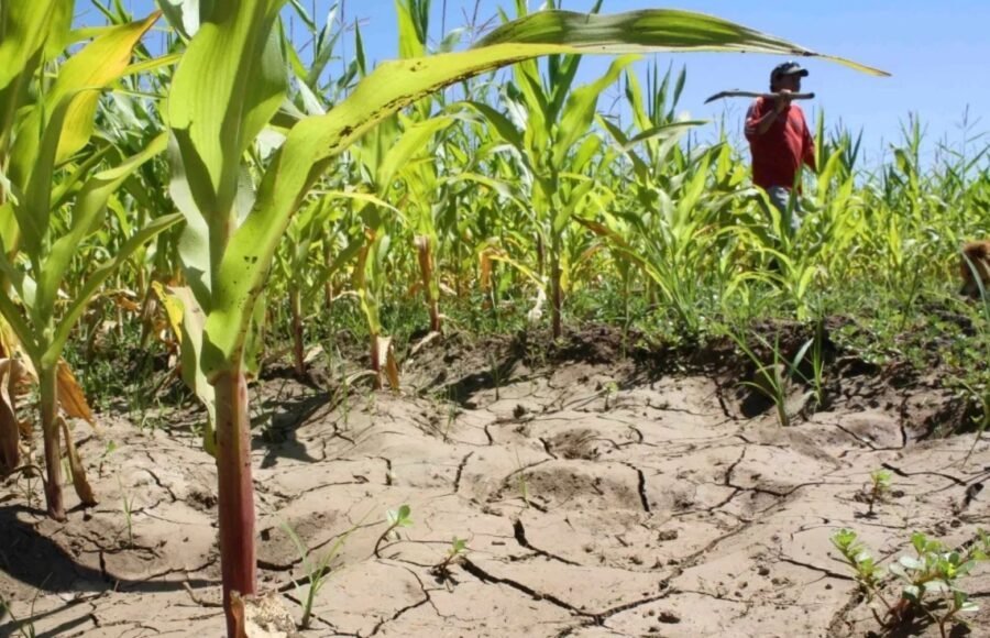 El ingenio del agro dominicano ante el cambio climático