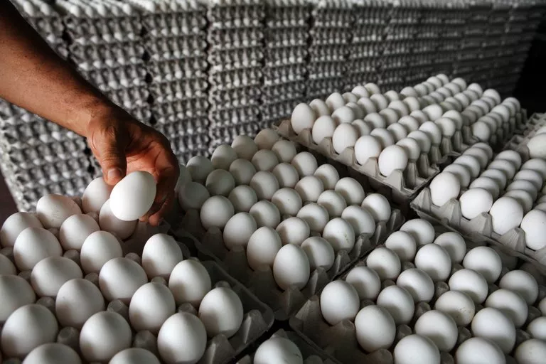 Crisis en Exportación de Huevos Dominicanos