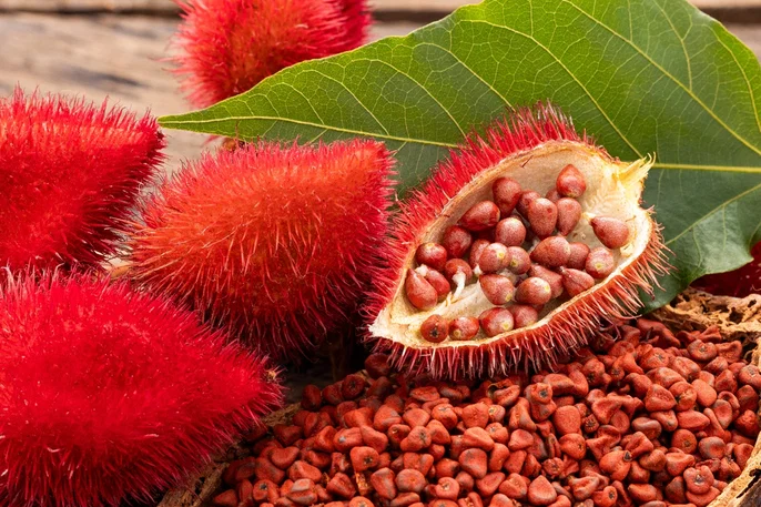 Las hojas de achiote: ¿Un ‘palo’ para la salud o pura ‘chercha’? Las hojas de achiote: ¿Un palo para la salud o pura chercha?
