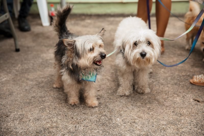 ¡Qué ‘vaina’ más chula! ‘Perros de terapia’ le dan un ’empujón’ a la recuperación de pacientes con ACV Perros de terapia y la rehabilitación de ACV