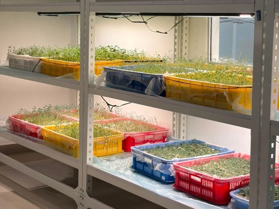 ¡Semillas ‘Jevísimas’ en Constanza: Corea Pone la ‘Vaina’ al Día para Nuestros Productores! Semillas de Calidad en Constanza: Corea Impulsa Produccion Agricola Dominicana