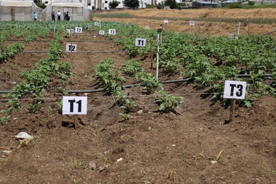 La ‘vaina’ de la papa en Constanza: Productores buscan salida al ‘brete’ de importaciones y costos La vaina de la papa en Constanza: Productores buscan salida al brete de importaciones y costos