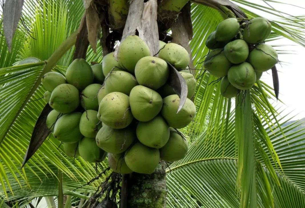 El Coco ‘Pica y Se Extiende’: ¡RD Supera las 396 Mil Tareas Cultivadas en un ‘Junte’ Histórico! El Coco Pica y Se Extiende: RD Supera las 396 Mil Tareas Cultivadas en un Junte Historico