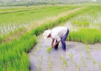 El arroz dominicano: Se nos arma un lio con el DR-CAFTA