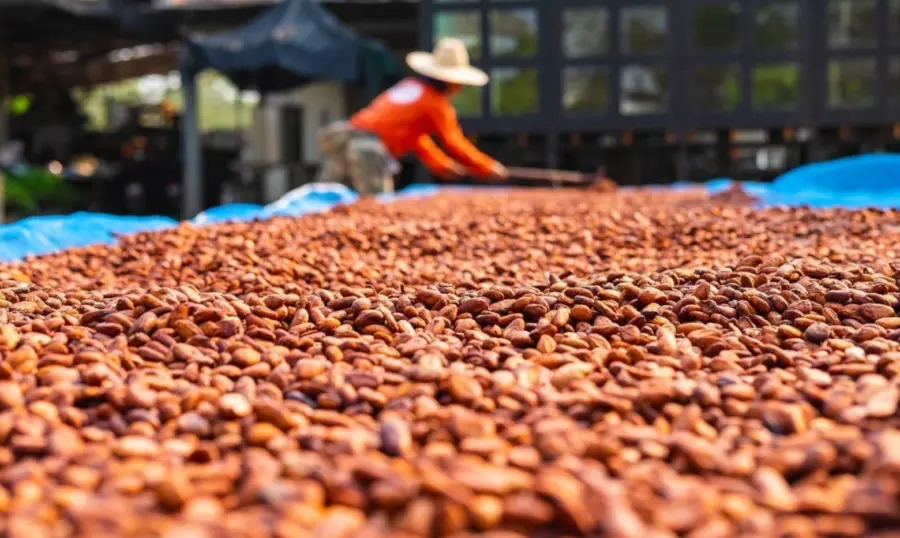 Cacao: La Vaina Que Impulsa el Desarrollo Rural en RD