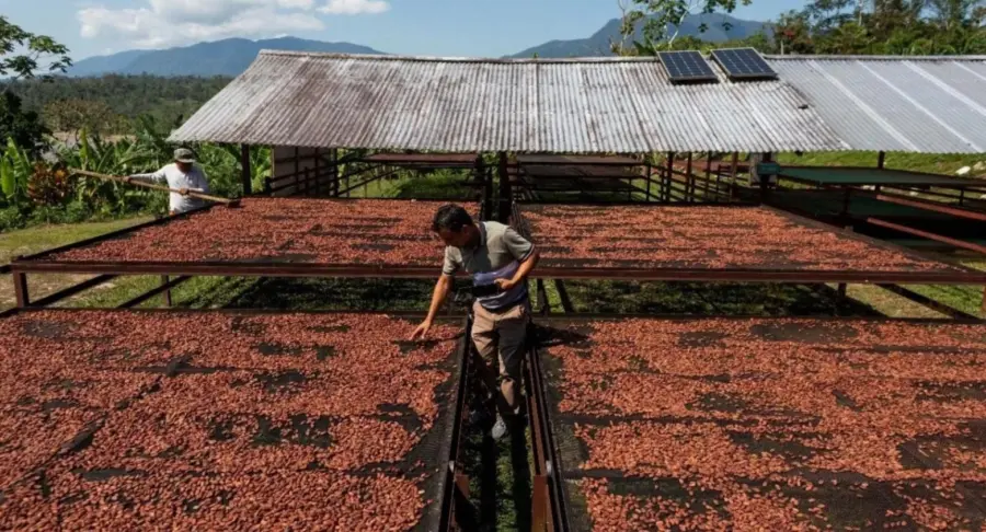 El Cacao Dominicano: ‘Divisas Bacanas’ para el País, ¡Pero Con Ojo! El Cacao Dominicano: Divisas para el País, pero con Cuidado