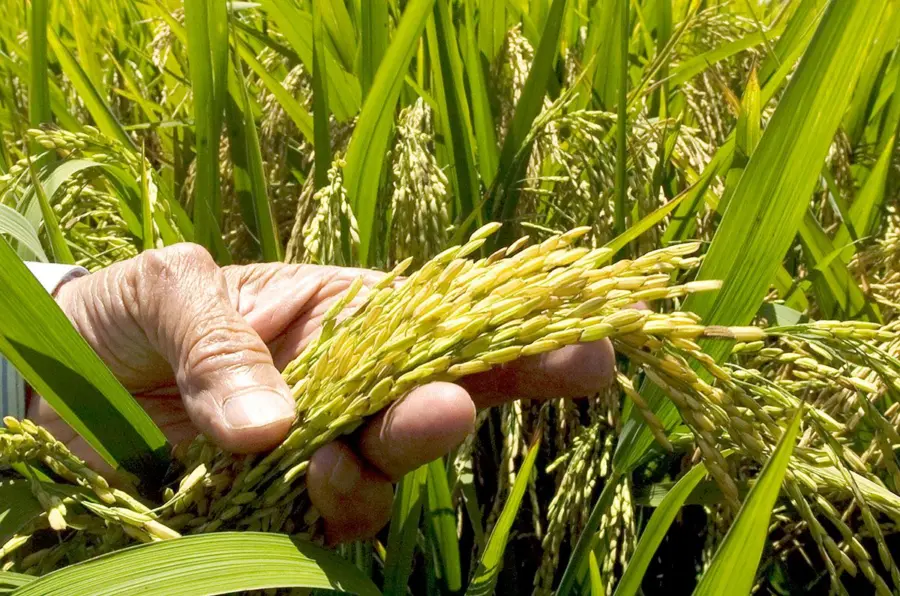 Confenagro Pide Protección Nacional para el Arroz