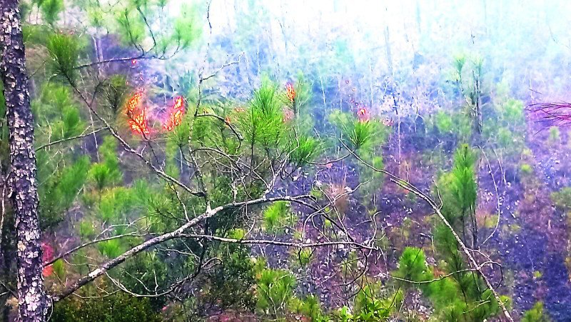 Fuego en Bahoruco: La vaina está color de hormiga
