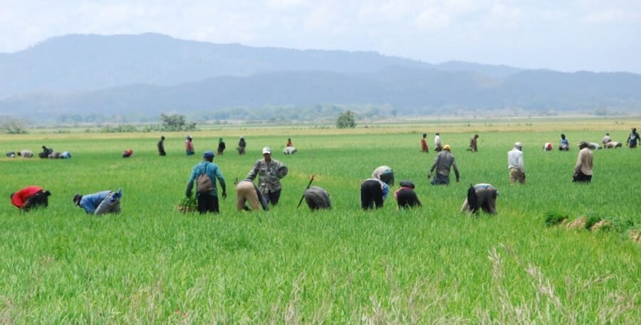El Arroz: Esa ‘Vaina’ Nacional Que Abinader Defiende Con Garra Ante EE.UU. El Arroz: Esa Vaina Nacional Que Abinader Defiende Con Garra Ante Estados Unidos