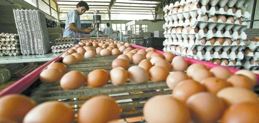 El Precio del Huevo: ¿Qué ‘Vaina’ está Pasando en el Mercado Dominicano? El Precio del Huevo: Que Vaina esta Pasando en el Mercado Dominicano