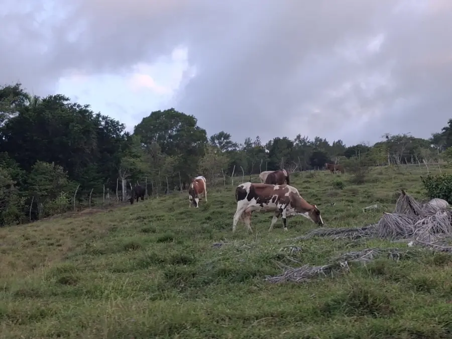 ¡Klk! Puerto Plata en ‘Apuro’: Sequía Aqueja al Ganado y a los ‘Tigueres’ del Campo Puerto Plata en Apuro: Sequía Aqueja al Ganado y a los Productores del Campo