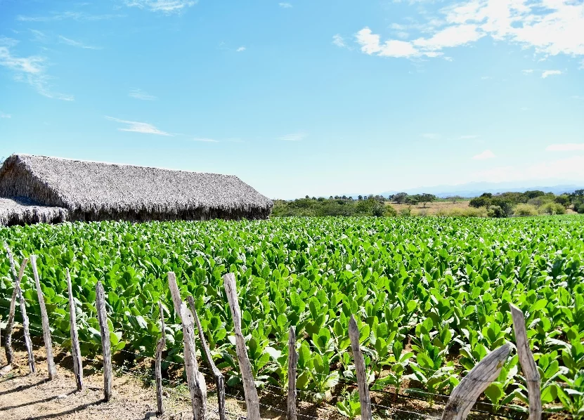 ¡Bacano! Más de RD$17,700 Millones Impulsan el Campo Dominicano Mas de RD$17,700 Millones Impulsan el Campo Dominicano