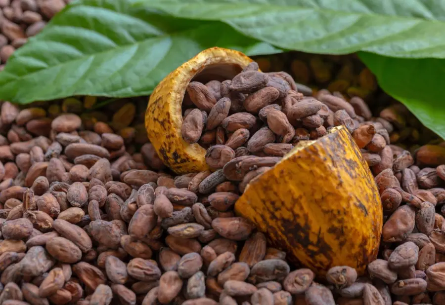 Cacao Dominicano: ‘¡A Ponerse Las Pilas!’ con las Normas Europeas Cacao Dominicano: A Ponerse Las Pilas con las Normas Europeas