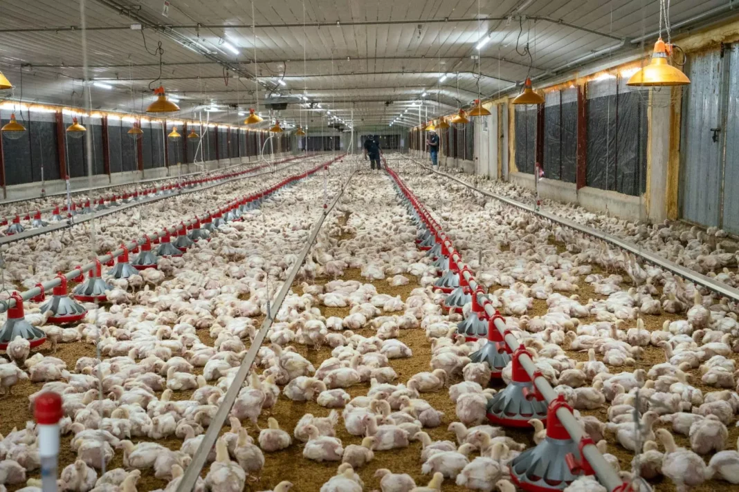 Producción de Huevos: ¡Un ‘viaje’ de 400 Millones Mensuales con ‘Aprieto’ en los Costos! Producción de Huevos: 400 Millones Mensuales con Presión en los Costos