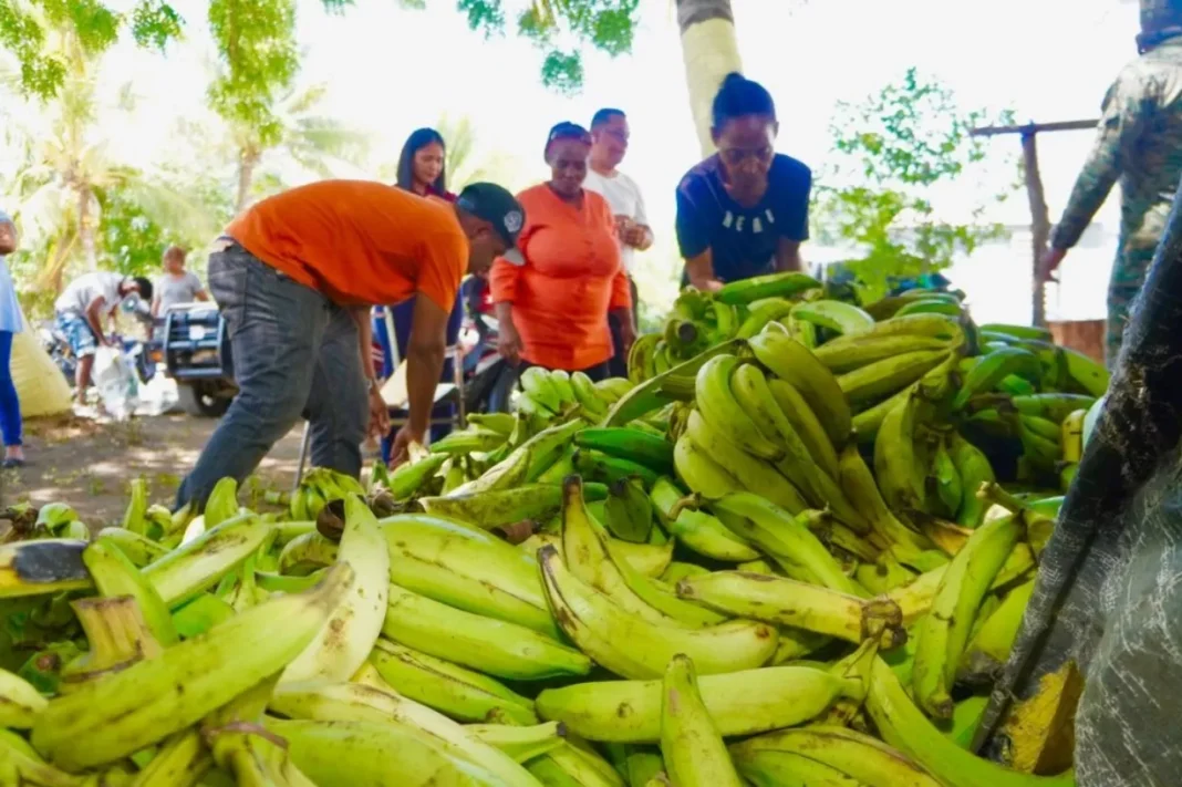 El ‘tigueraje’ del plátano: ¿Por qué la vaina sube tanto del campo al plato? El tigueraje del plátano: Por qué la vaina sube tanto del campo al plato