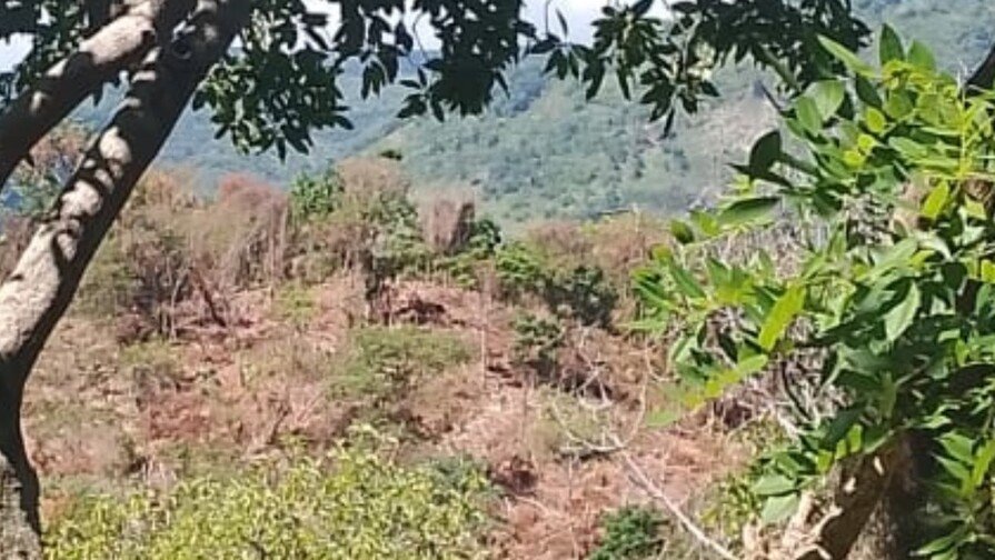 ¡Qué Vaina! Talas en Nizaíto amenazan el agua mientras se proyectan presas Talas en Nizaíto amenazan el agua mientras se proyectan presas