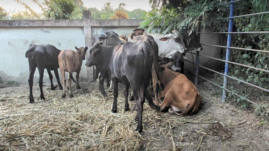 Tráfico Animal Desde Haití Enciende las Alarmas por Ántrax en Dajabón