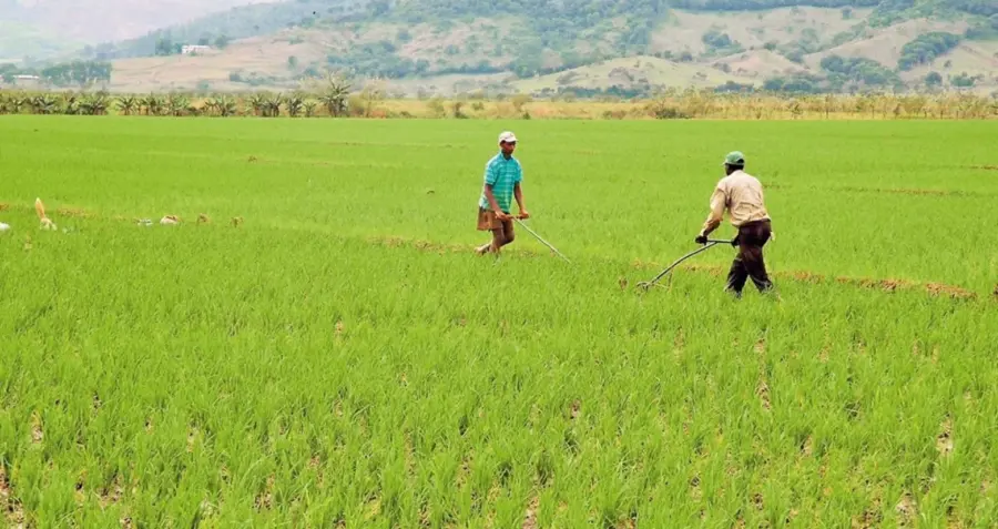 CNCP: ¡Un ‘Coro’ para blindar el arroz dominicano y nuestra seguridad alimentaria! CNCP: Un plan para blindar el arroz dominicano y nuestra seguridad alimentaria