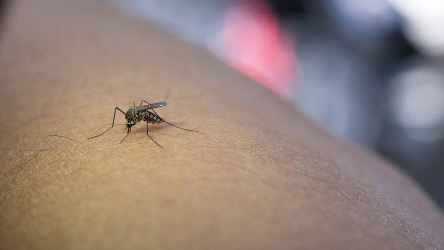 La Altagracia: ¿La provincia que tiene ‘la vaina’ del dengue? La Altagracia: La provincia con mas dengue