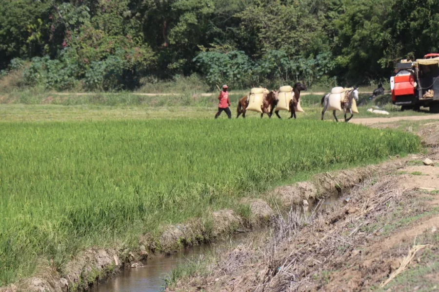 ¡Qué ‘Bacano’! El Arroz Dominicano Sube de Nivel, Según el USDA El Arroz Dominicano Sube de Nivel, Según el USDA