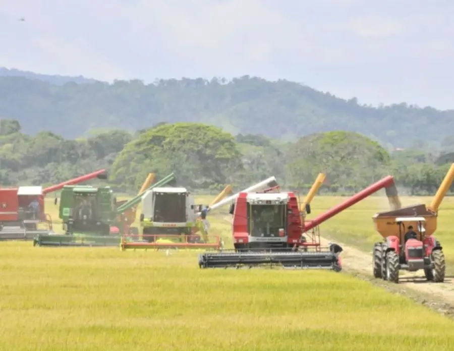 ¡El Arroz Dominicano ‘Cogiendo Cuerpo’ en la Cancha Global, según el USDA! El Arroz Dominicano Ganando Competitividad Según USDA