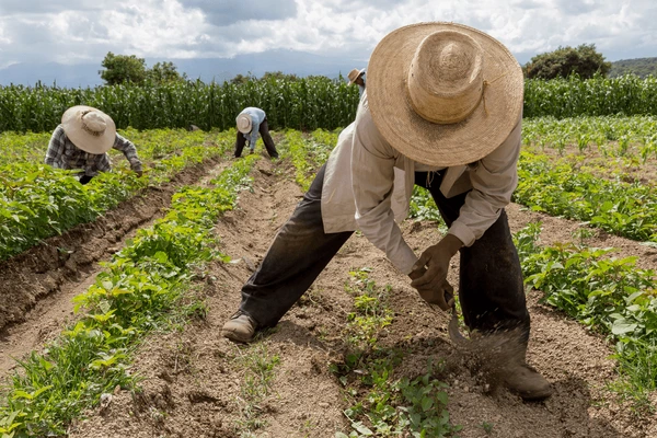 El Campo Dominicano: Que Vaina con los Salarios