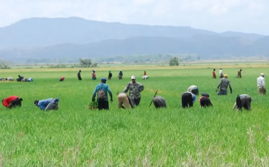 Arroz dominicano frente al importado: Un desafío para el sector y el sabor