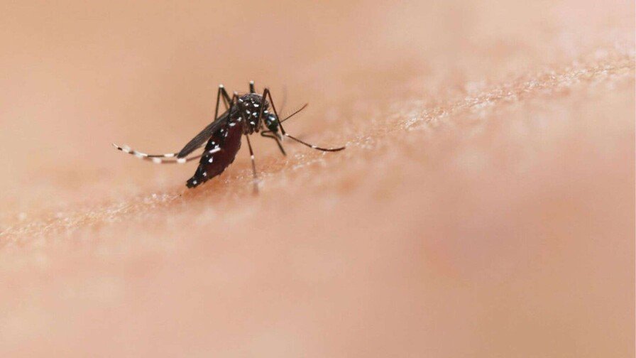 República Dominicana Registra Tasa de Dengue más Baja de América