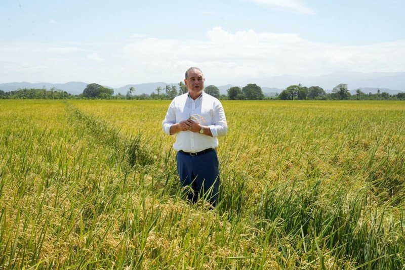 La ‘Vaina’ del Arroz: Ministerio de Agricultura y Productores Buscan Soluciones La situación del arroz: Ministerio de Agricultura y productores buscan soluciones