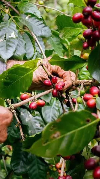 Café dominicano: ¡Una ‘vaina bien’ para los pequeños productores! Café dominicano: Una iniciativa para los pequeños productores