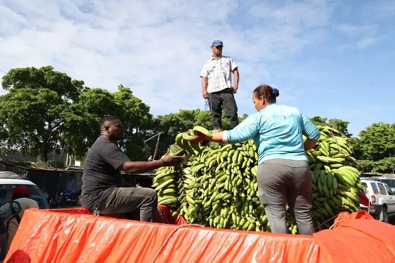 El ‘Mangú de Primera’: ¿Por qué el Plátano Barahonero es la ‘Vaina’ Preferida, aunque cueste más? El Mangú de Primera: Por qué el Plátano Barahonero es la Elección Preferida, a pesar de su Costo