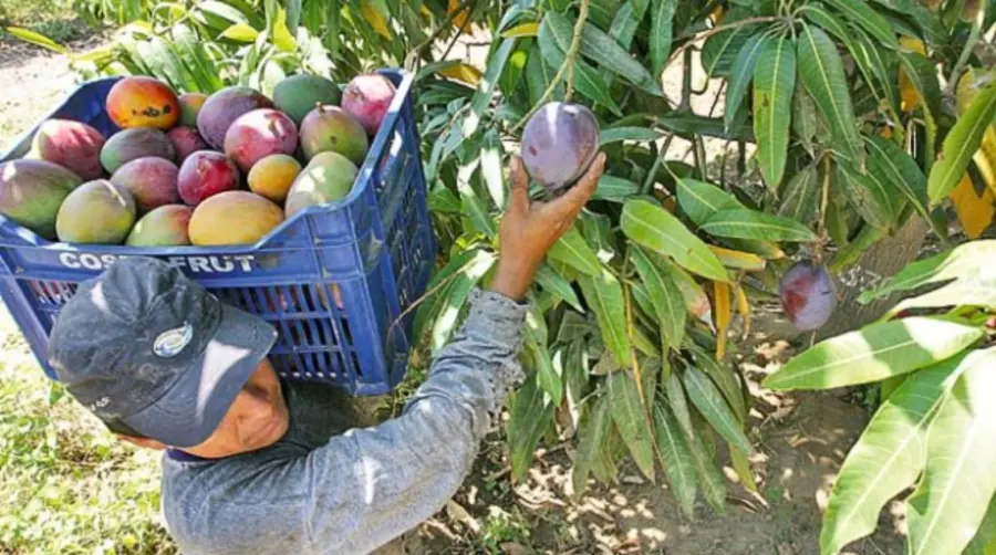 Productores Dominicanos en Aprietos por Plagas y Trabas Comerciales