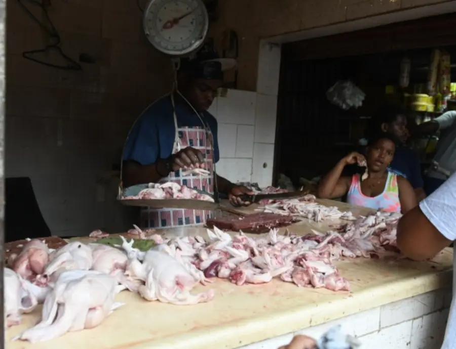 ¡El ‘Coro’ del Pollo en Crisis! Productores Piden Auxilio por Precios Bajos El Coro del Pollo en Crisis Productores Piden Auxilio por Precios Bajos