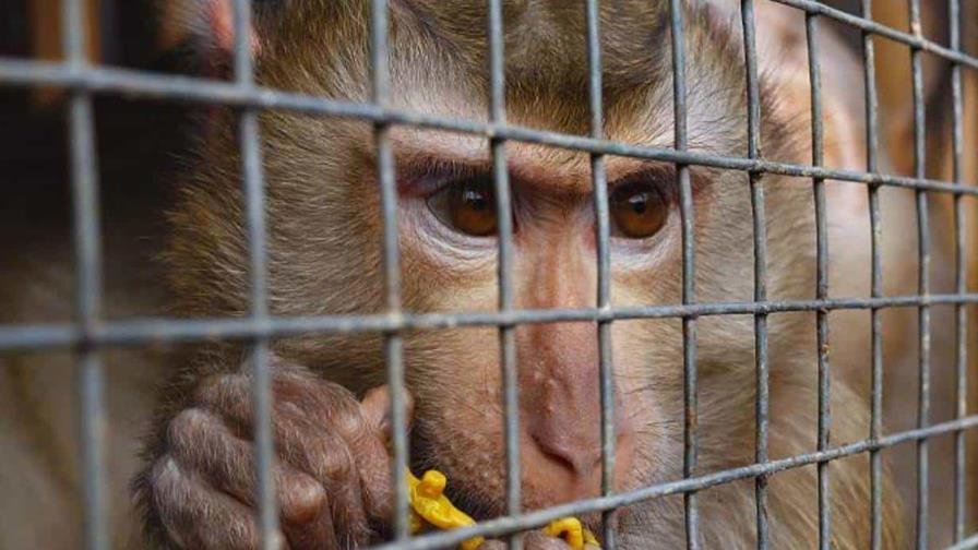 ¡Qué ‘vaina’ de operación! Interpol golpea fuerte el tráfico animal y la DR se une al ‘coro’ Que vaina de operación: Interpol golpea fuerte el tráfico animal y la DR se une al coro
