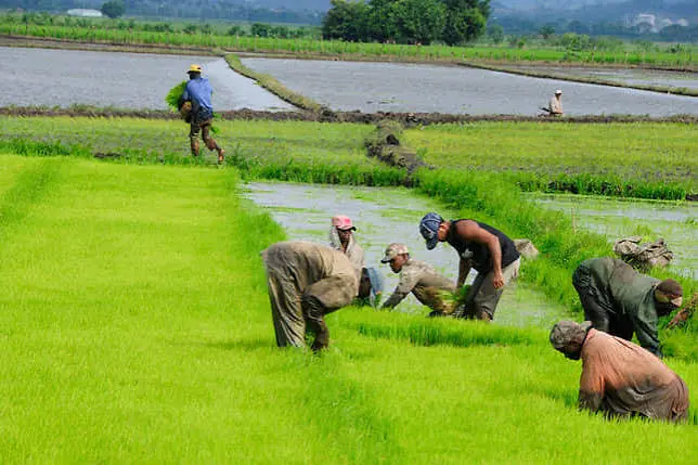 Productores de Arroz: ¿Qué ‘Vaina’ Espera el Campo Dominicano ante la Importación sin Aranceles? Productores de Arroz: Que Espera el Campo Dominicano ante la Importacion sin Aranceles
