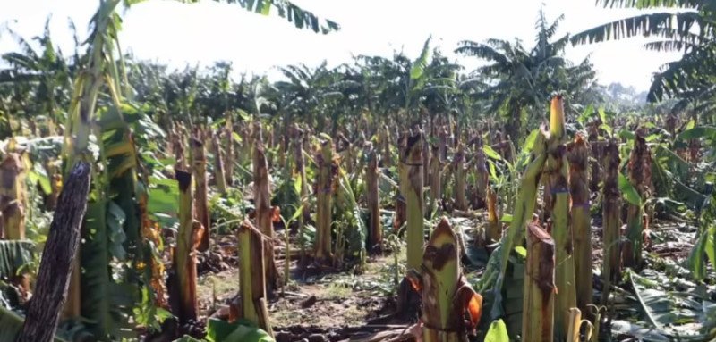¡Qué Vaina! Tornados y Lluvias ‘Jevi’ Azotan el Cibao: Pérdidas Agrícolas y Caos Vial en Santiago Tornados y Lluvias Azotan el Cibao: Pérdidas Agrícolas y Caos Vial en Santiago